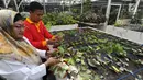 Peneliti tanaman Begonia Hartutiningsih melakukan proses adaptasi Begonia di Kebun Raya, Bogor, Senin (25/2). Kebun Raya Bogor telah mengkoleksi 134 jenis Begonia yang diperoleh dari hasil ekplorasi hutan di Indonesia. (Merdeka.com/Arie Basuki)