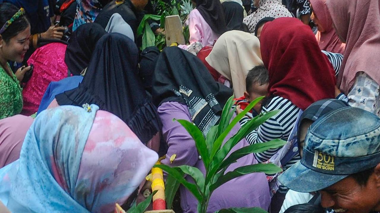 Laki-laki, perempuan, hingga anak-anak turut serta dalam rebutan hasil panen ini.