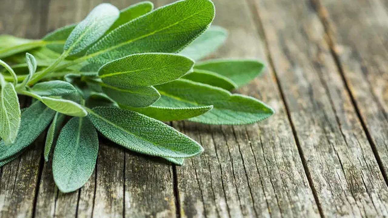 Daun Herbal untuk Menurunkan Gula Darah Secara Alami