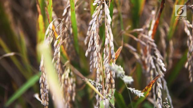 Padi Siap Panen Warga Karangasem Rusak Terkena Abu Vulkanik Gunung Agung