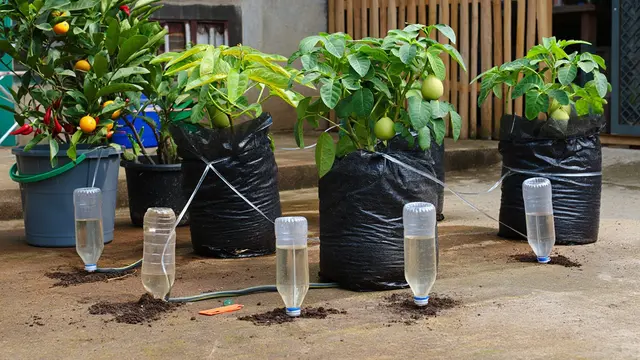 Cara Membuat Kebun Buah di Polybag (Foto: Reve.com)