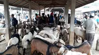 Kambing jantan untuk keperluan hewan kurban, di Pasar Karangpucung, Cilacap, Jawa Tengah. (Foto: Liputan6.com/Muhamad Ridlo)
