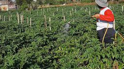 Seorang petani menyemprotkan cairan pestisida pada tanaman saat unung Sinabung memuntahkan abu ke langit, seperti terlihat dari Karo, Sumatera Utara, Selasa (2/3/2021) . Saat ini, Gunung Sinabung, berada pada Level III atau Siaga. (AFP/Bahari Tarigan)