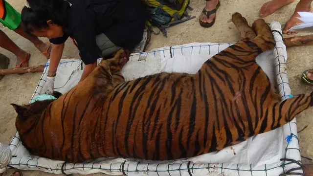 Erni Suyanti Simanis Penyelamat Harimau Sumatra Yang Hampir Punah