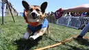 Seekor anjing Corgi melewati garis finis saat berlomba dalam kejuaraan "Corgi Nationals" California Selatan di Arena Balap Santa Anita di Arcadia pada 26 Mei 2019. Ratusan anjing corgi yang mengikuti kejuaraan ini memperebutkan gelar anjing tercepat. (Photo by Mark RALSTON / AFP)
