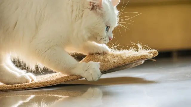kucing bermain