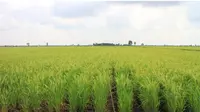 Menjelang Hari Pangan Sedunia 2018, padi di lahan sawah yang berada di Desa Jejangkit Muara, Kabupaten Barito Kuala, Kalimantan Selatan sudah siap panen.