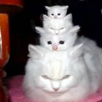 Kasih sayang tanpa batas bisa kamu lihat dari foro ini!