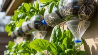 7 Cara Menanam Bayam di Botol Plastik Bekas, Cocok untuk Lahan Sempit
