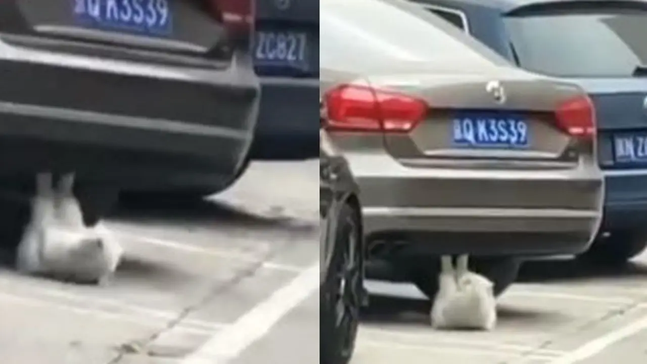 Kucing Ini Lakukan Gerakan Tak Terduga di Bawah Mobil, Bikin Geleng Kepala