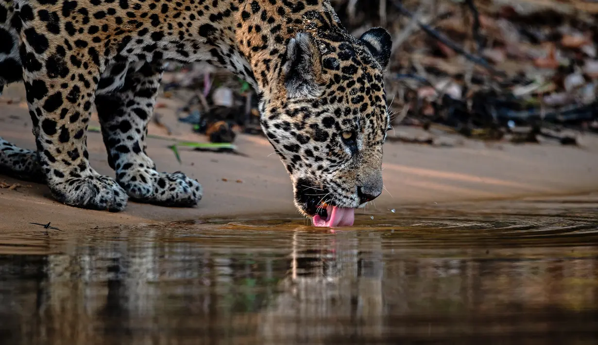 Seekor jaguar minum air di Porto Jofre, Pantanal, negara bagian Mato Grosso, Brasil, pada 2 September 2021. Jaguar juga kini tengah bertaruh nyawa mempertahankan Amazon sebagai rumahnya. Deforestasi terus melaju, dan kelompoknya terancam. (AFP/Carl De Souza)