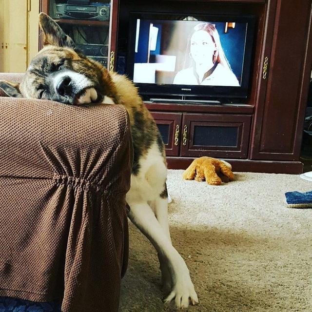 7 Tingkah Laku Unik Binatang Peliharaan yang Tak Terduga