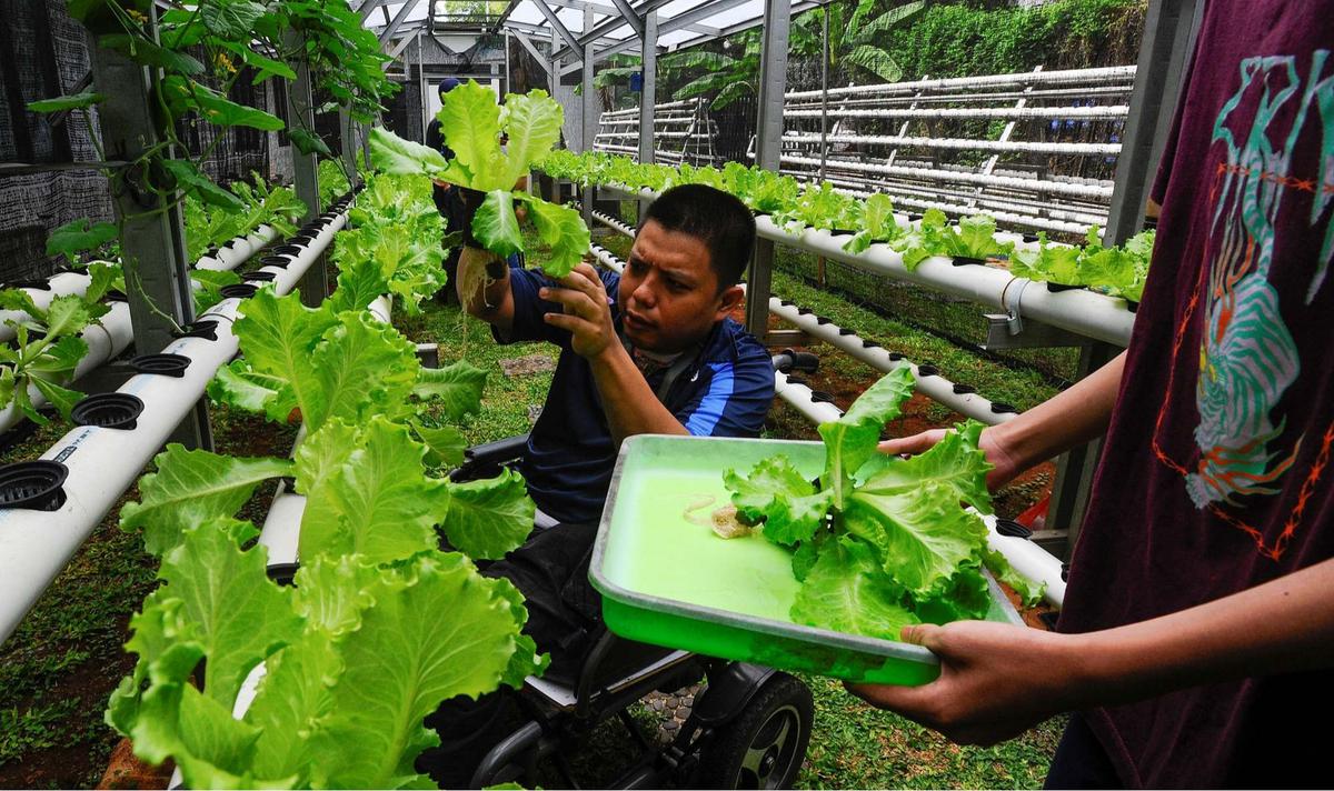 Murid difabel panen selada air di kebun hidroponik YPAC