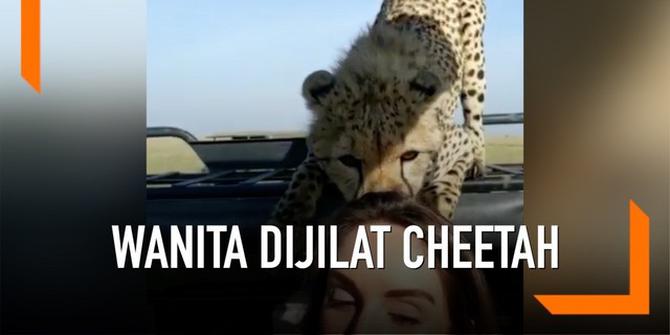 VIDEO: Menegangkan, Wanita Dijilat Seekor Cheetah saat Safari