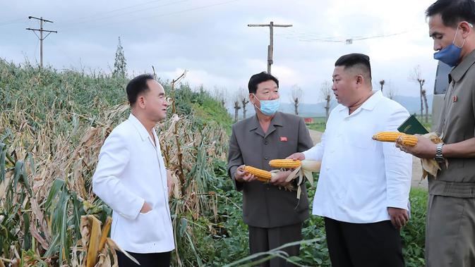Dalam gambar tak bertanggal yang dirilis 28 Agustus 2020, pemimpin Korea Utara, Kim Jong-un melihat tanaman jagung di daerah yang dilanda topan di Provinsi Hwanghae Selatan. Kunjungan Kim dilakukan usai televisi pemerintah KCTV menayangkan adegan kerusakan akibat topan. (STR/AFP/KCNA VIA KNS)