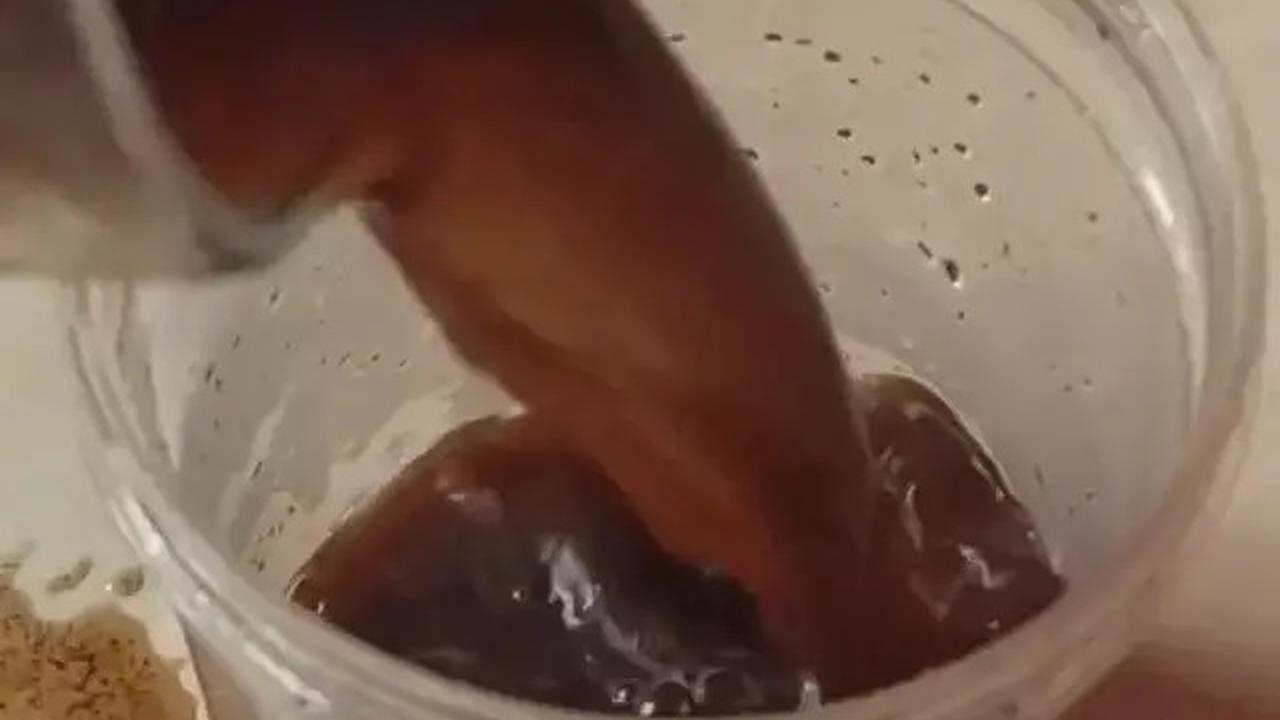 Cara Alami Mengusir Cicak dari Rumah dengan Mudah, Cuma Pakai Kopi dan Gula Saja