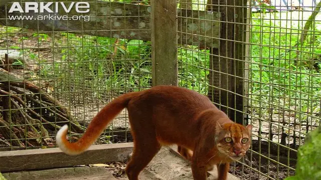 Borneo Bay Cat