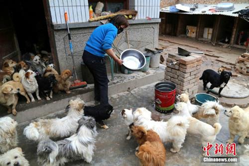 Guru Wen dan anjing yang ia selamatkan | Photo: Copyright shanghaiist.com
