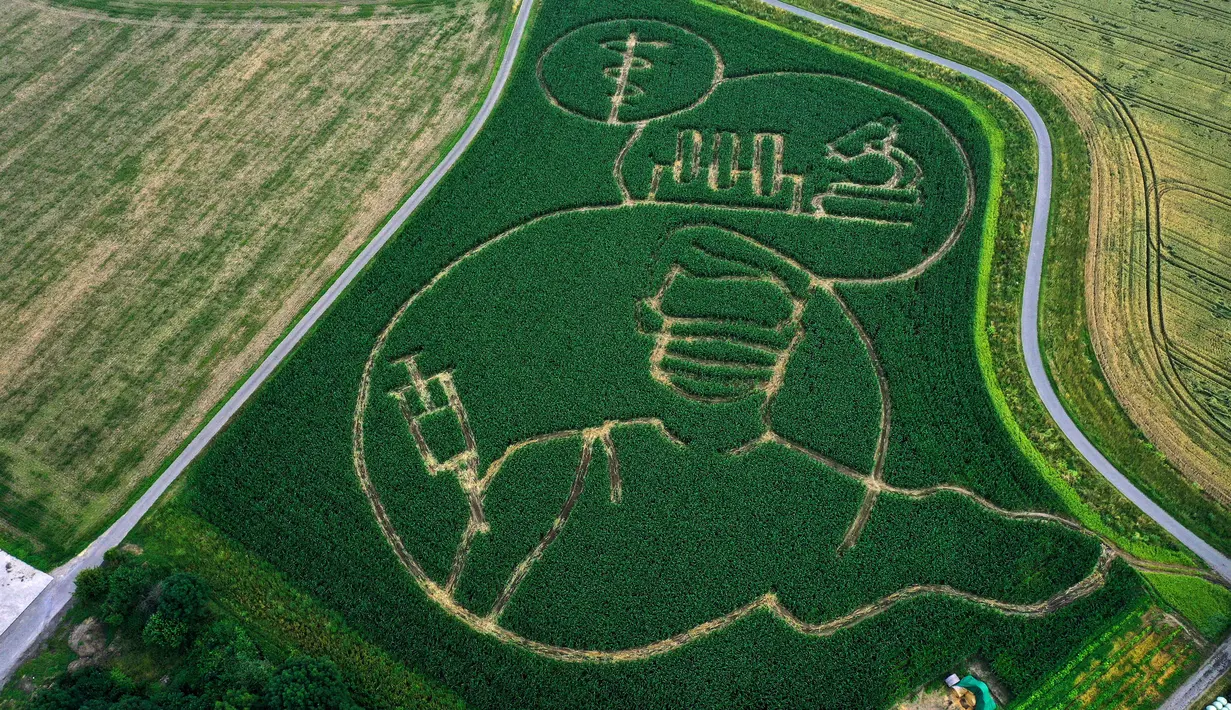 Foto udara pada 11 Juli 2021 menunjukkan labirin di ladang jagung membentuk gambar seseorang yang divaksinasi virus corona Covid-19, di Selm, Jerman. Labirin yang dibuat oleh Benedikt Luenemann itu akan dibuka untuk pengunjung mulai 16 Juli hingga Halloween pada akhir Oktober. (INA FASSBENDER/AFP)