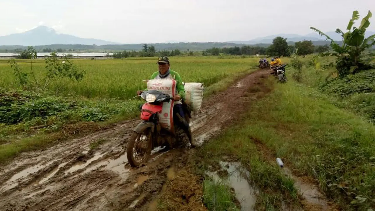 Darurat Covid-19 Tidak Mengahalangi Petani Indramayu Panen Raya Padi dan Jagung