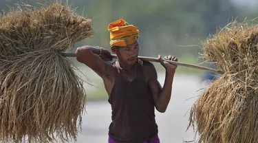 Seorang petani suku Indian membawa padi di pundaknya setelah memanennya, di pinggiran Gauhati, India (16/11/2019). Lebih dari 70 persen dari 1,25 miliar penduduk India terlibat dalam pertanian. (AP Photo/Anupam Nath)