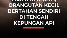 Di tengah kepungan api dan asap, seekor orangutan kecil bernama Novita bertahan sendirian di atas pohon. Usianya sekitar 4 tahun dengan berat 17 kilogram. Ditemukan di kawasan terdampak kebakaran di Katune, Palangka Raya, Novita mengalami luka bakar serius pada kedua tangan dan kakinya, namun mas...