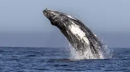 Seekor paus bungkuk melompat keluar dari air di perairan Samudera Pasifik di Los Cabos, Meksiko (14/3). Pada tahun 2017, bisnis pariwisata di Meksiko yang menghasilkan $ 21 miliar. (AFP/Fernando Castillo)