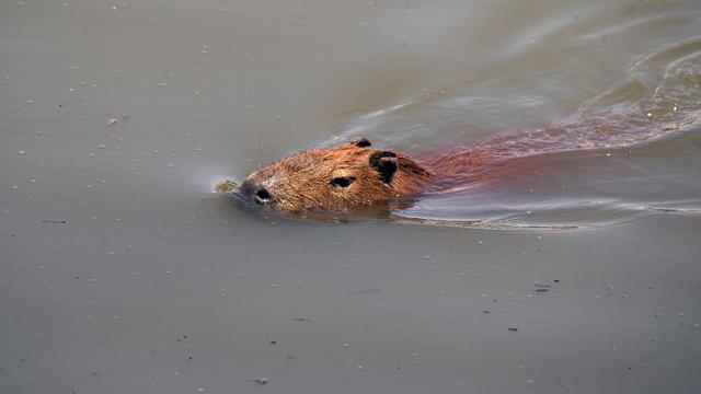Capybara
