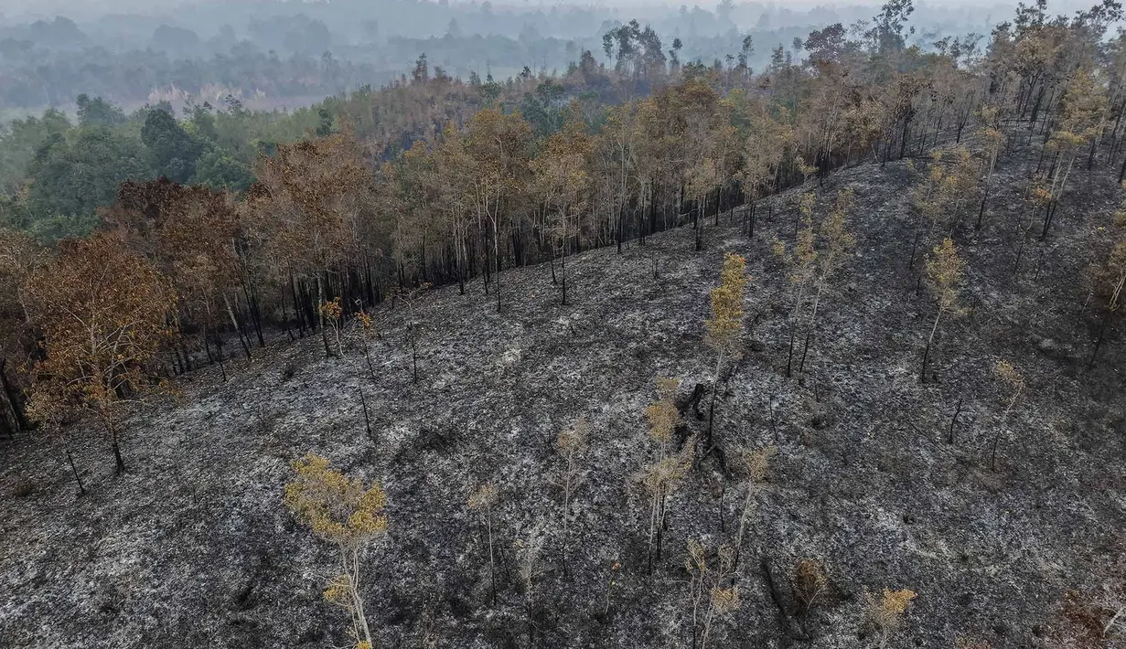 Foto udara ini memperlihatkan lahan yang terdampak kebakaran hutan di Kapuas Hulu, Kalimantan Barat, Jumat, 4 September 2026. (AFP/ Bay Ismoyo)