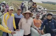 Curhat Petani dan Pengusaha Penggilingan Kecil: Nikmati Panen dan Harga Menguntungkan