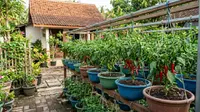 8 Ide Menanam Cabai di Baskom untuk IRT agar Tidak Sering Beli Cabai