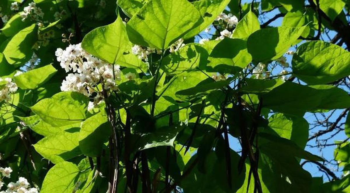 7 Tanda Tanaman Buah Kelebihan Air, Banyak yang Salah Menyiram