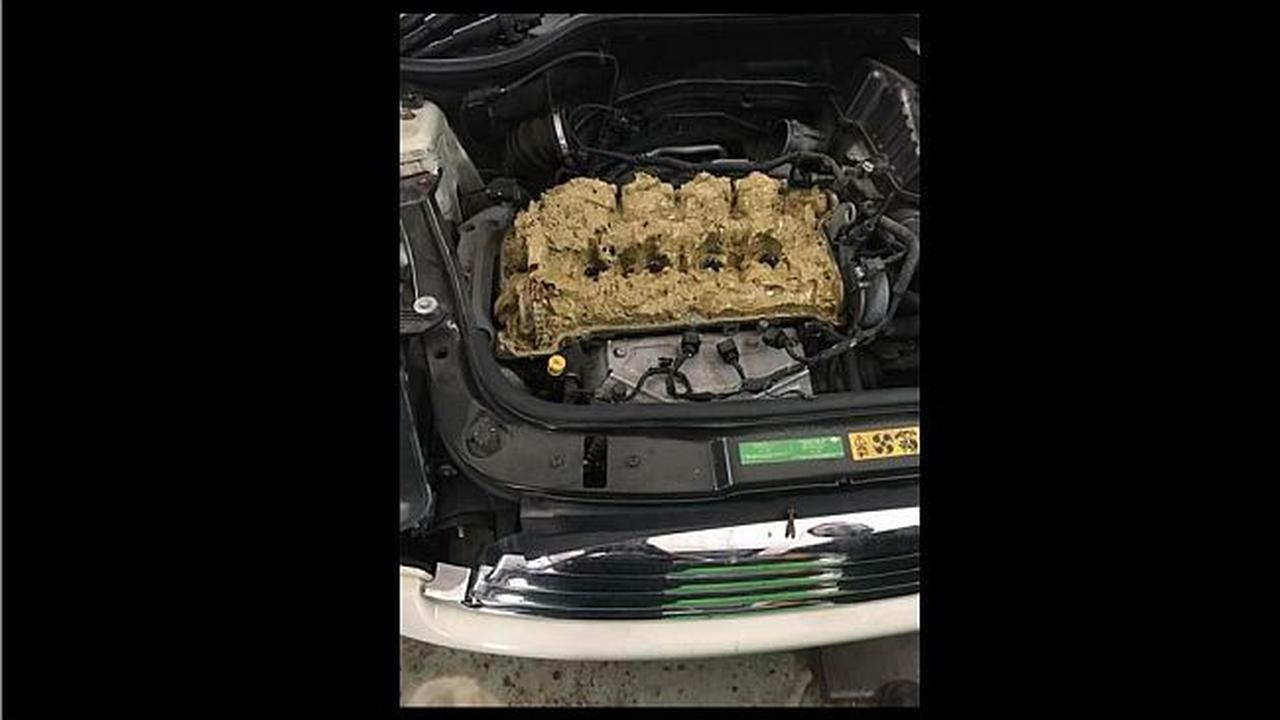 Mesin mobil yang diisi oleh cairan washer (Jalopnik)