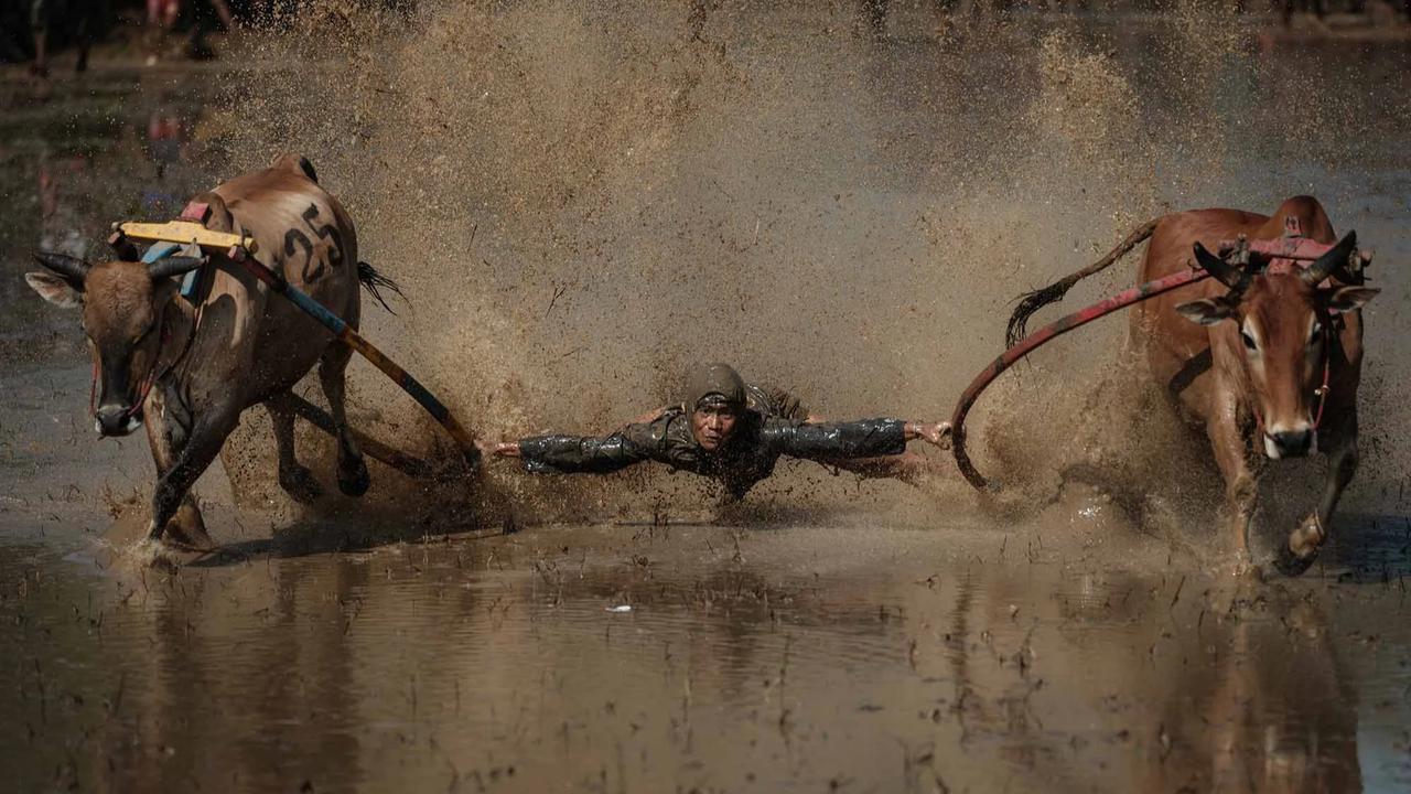 FOTO: Pacu Jawi Kembali Hidupkan Tradisi Sawah Berlumpur