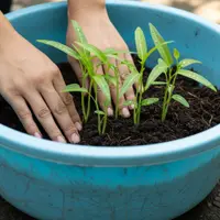 Menanam Kangkung di Baskom Bekas (Gemini AI)