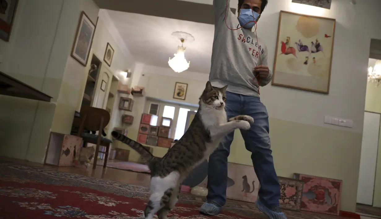 Seorang pengunjung bermain dengan kucing domestik berbulu pendek di Museum Kucing Persia di Teheran, Iran, pada 5 Desember 2021. Di museum ini pengunjung dapat bermain, berfoto, dan membelai, hingga memberi makanan. (AP Photo/Vahid Salemi)
