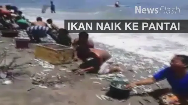 Jagat maya dihebohkan dengan kemunculan video warga memanen ikan di sebuah pantai. Ikan-ikan bergelimpangan dan berloncatan dari laut ke tepi pantai.