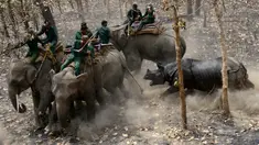 Seekor badak menyerang sejumlah petugas konservasi yang menunggangi gajah saat dilepas di Taman Nasional Chitwan sekitar 250 kilometer sebelah selatan Kathmandu, Nepal (4/4). (AFP Photo / Prakash Mathema) 
