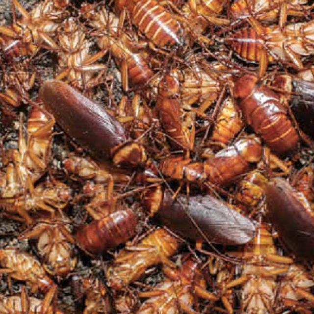 Anda Mungkin Tak Sadar 5 Hal Ini Mengundang Kecoak Masuk Ke Rumah