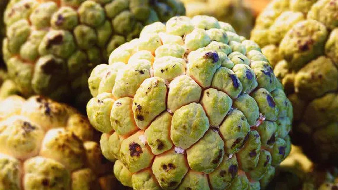Potensi Atasi Kanker dengan Biji Srikaya, Begini Cara Pemakaiannya yang Efektif
