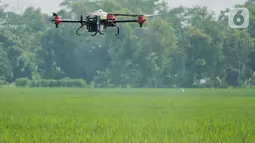 Sebuah drone terbang menyemprotkan pupuk saat panen padi di Desa Ngadirejo, Trenggalek, Jawa Timur, Kamis (03/2/2022). Program ‘Better Life Farming’ menargetkan pemberdayaan kepada 4 juta petani hingga tahun 2030 di seluruh Indonesia. (Liputan6.com/HO/Bayer)