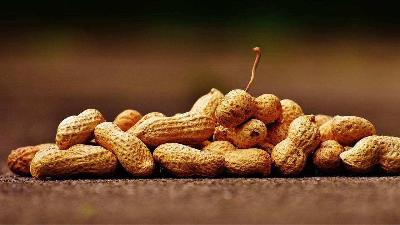 Apakah Kacang Tanah Menyebabkan Asam Urat? Berikut Fakta dan Mitos Seputar Konsumsi Kacang