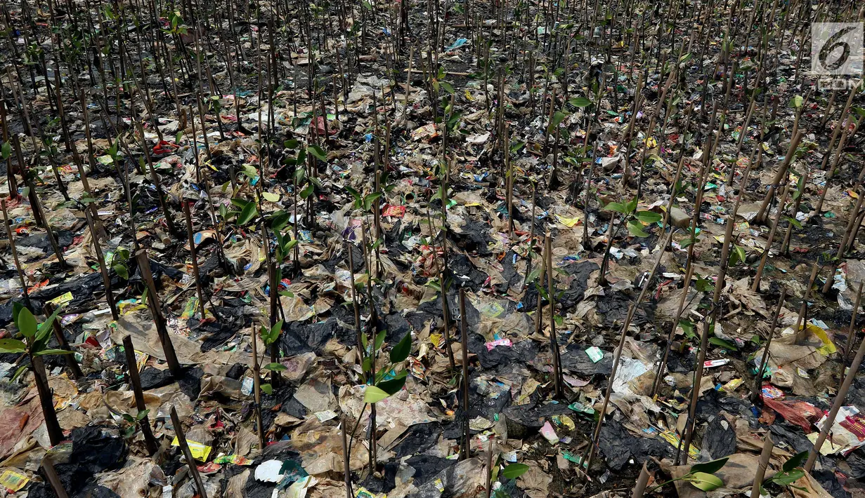 Tumpukan sampah terlihat di antara hutan mangrove di kawasan Muara Angke, Jakarta Utara, Sabtu (14/4). Sampah-sampah yang terbawa oleh arus tersebut berdampak besar pada rusaknya hutan mangrove. (Liputan6.com/Johan Tallo)