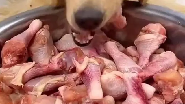 Kocak, Bukan Manusia Saja Bisa Mukbang, Hewan Juga Bisa Berikut Potretnya
