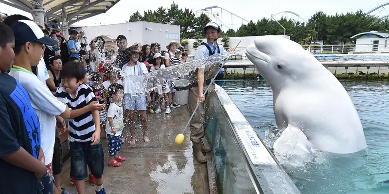 Aksi Beluga, si Paus Putih Hibur Anak-Anak di Jepang