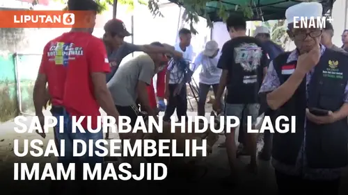 VIDEO: Ganjil! Sapi Kurban di Sulbar 'Hidup Lagi' dan Mengamuk Usai Disembelih