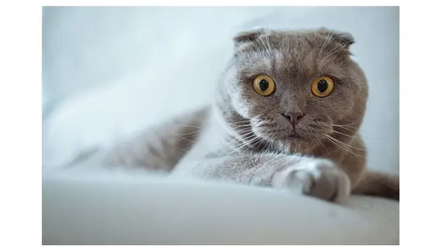 10 Potret Ekspresi Kucing saat Kaget Ini Lucu Banget, Bikin Gemas