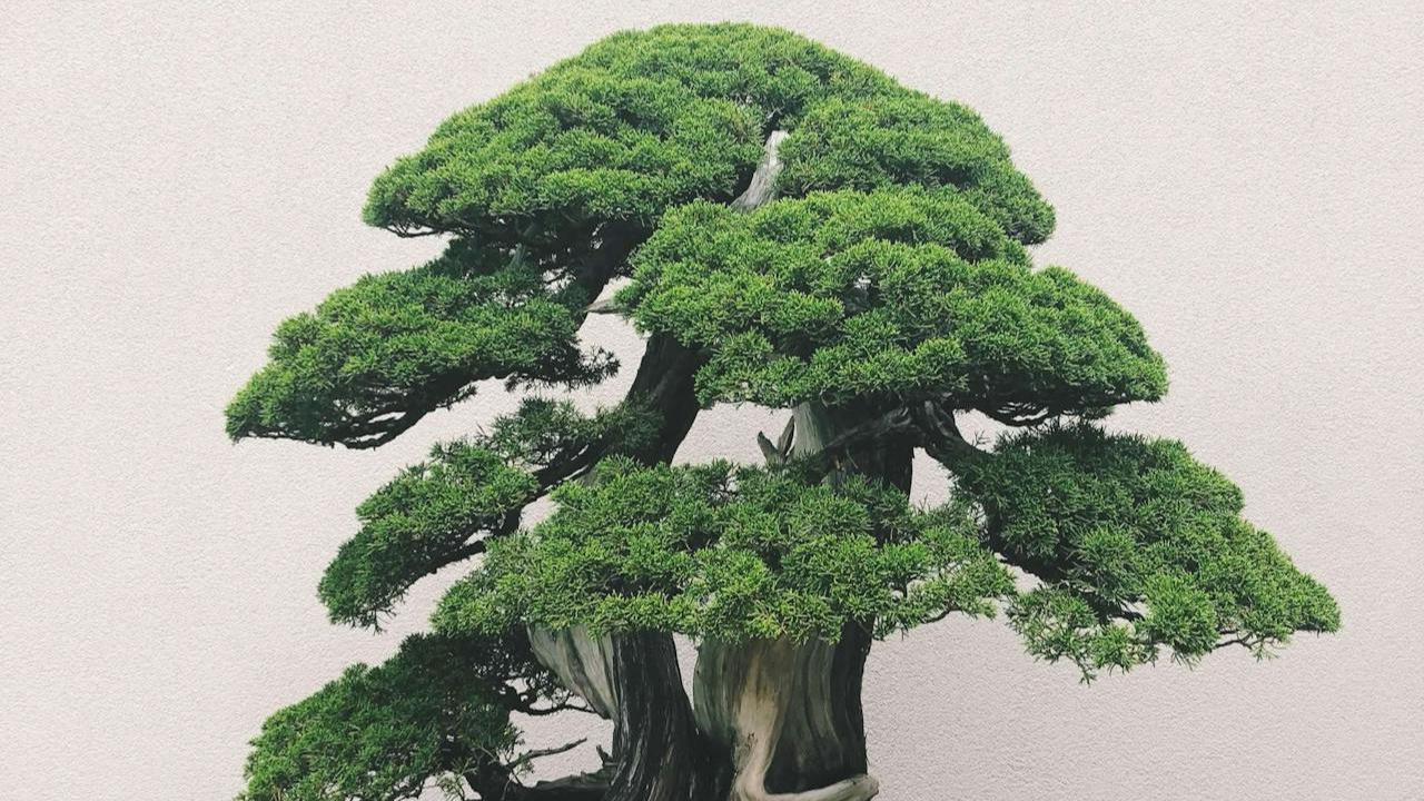 Pohon Bonsai