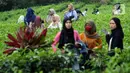 Wisatawan berjalan-jalan di Perkebunan Kebun Teh kawasan Puncak, Kabupaten Bogor, Jawa Barat, Minggu (31/5/2020). Meski Pemkab Bogor memperpanjang masa Pembatasan Sosial Berskala Besar (PSBB) hingga 4 Juni namun wisatawan tetap memadati kawasan wisata kebun teh. (Liputan6.com/Helmi Fithriansyah)