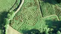 Crop Circle di Dusun Ksatria Templar (Google Image)